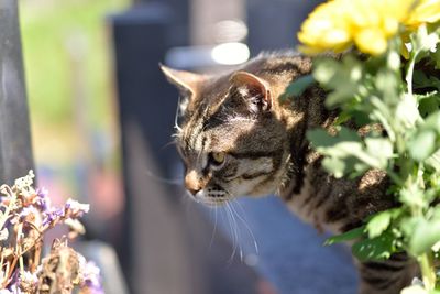 Close-up of cat by plant
