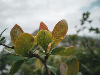 Close-up of fresh green leaves against sky