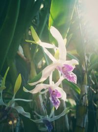 Close-up of flowers blooming outdoors