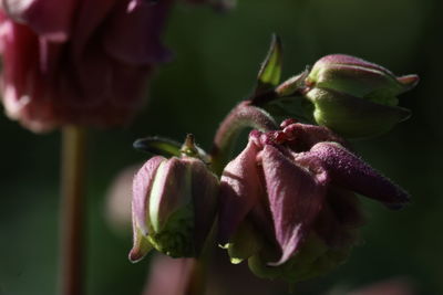 Close-up of purple flowering plant