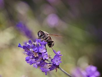 Close-up of bee pollinating on purple flower