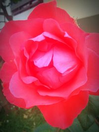 Close-up of pink rose