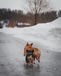 Dog on snow covered land