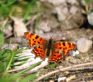 Close-up of butterfly on plant