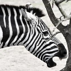 Close-up portrait of zebra