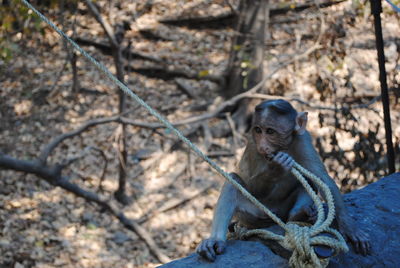 Monkey at elephant island, mumbai