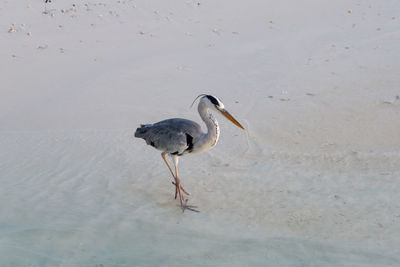 High angle view of bird on beach