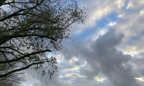 Low angle view of tree against cloudy sky
