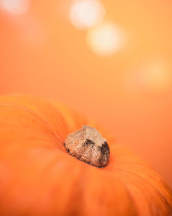 Close-up of pumpkin