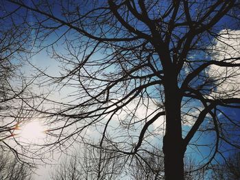 Low angle view of silhouette bare tree against sky