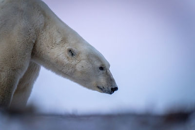 Close-up of polar bear standing dropping head