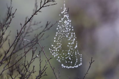 Close-up of christmas tree during winter