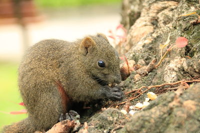 Close-up of squirrel