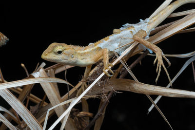 Close-up of a lizard on branch at night