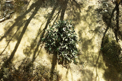 Shadow of trees on plants