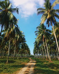 View of palm trees against cloudy sky