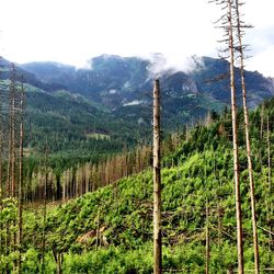 Scenic view of forest