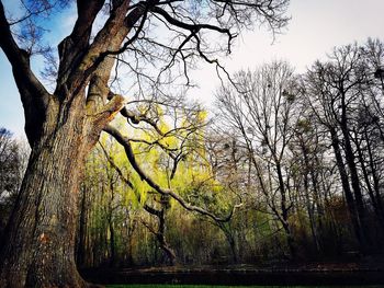 Bare trees in forest against sky during autumn