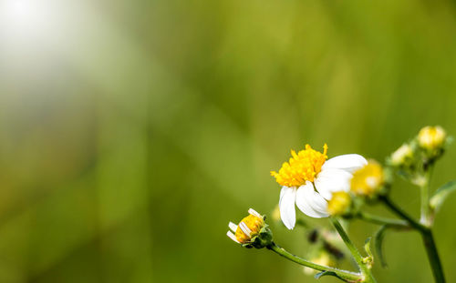 Close-up of insect on yellow flowering plant