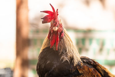 Close-up of rooster