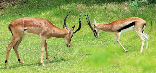 Deer in grass