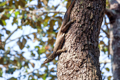 Varanus bengalensis perching on tree