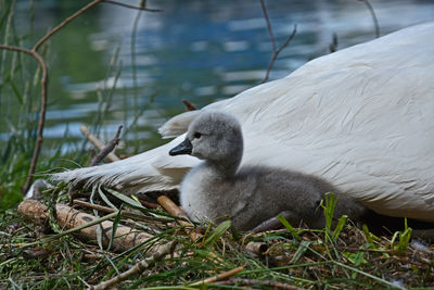 Cygnet by swan against lake