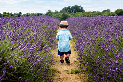 Rear view of child standing on lavender field