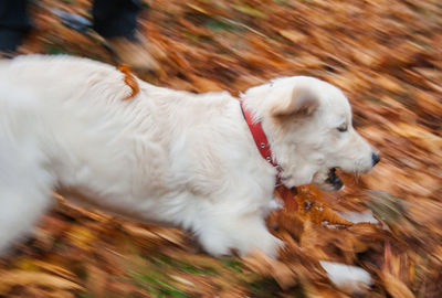 Close-up of dog