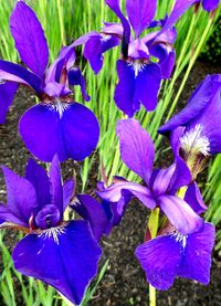 Close-up of purple flower