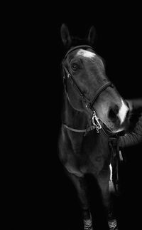 Close-up of a horse against black background