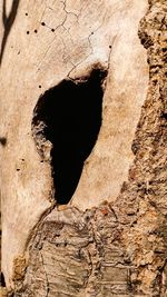 Close-up of hole on tree trunk