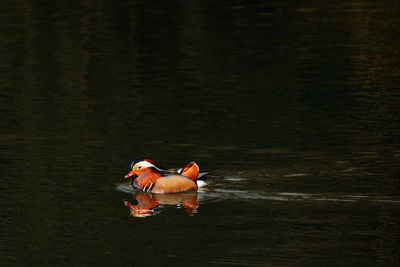 View of ducks swimming in lake