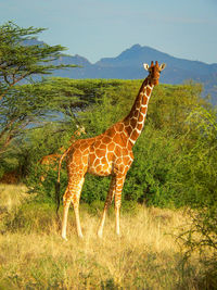 Side view of giraffe standing on field against sky