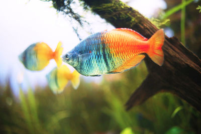 Close-up of fish swimming in aquarium