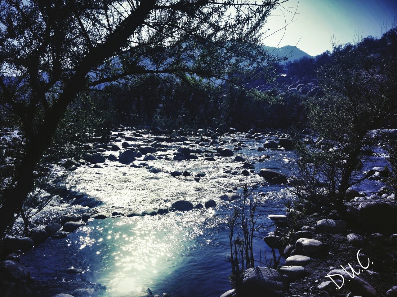 REFLECTION OF TREES IN WATER ON RIVER