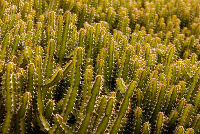 Full frame shot of cactus growing on field