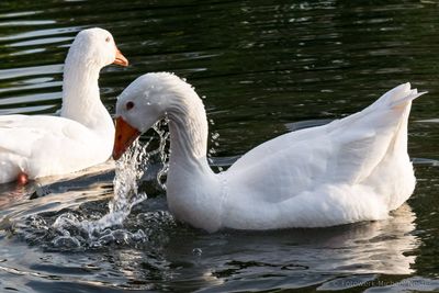 Swans swimming in lake