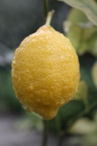 Close-up of water drops on fruit