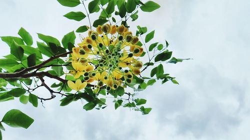 Low angle view of tree against sky