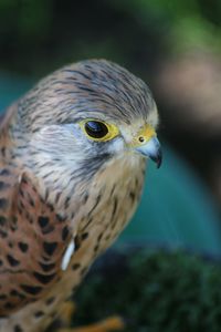 Close-up of a bird