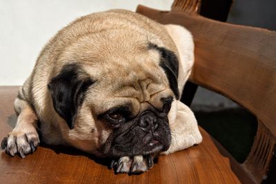 Close-up portrait of a dog resting