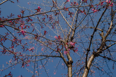 Low angle view of cherry tree against blue sky