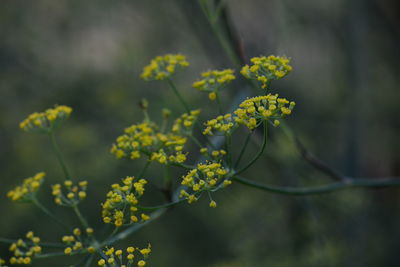 Close-up of yellow flowering plant