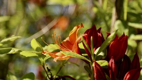 Close-up of red flowering plant
