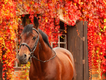 Horse in autumn