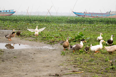 Flock of birds on field against sky