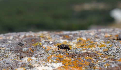 Close-up of bee on rock