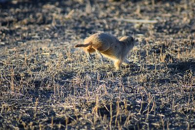 Prairie dog genus cynomys ludovicianus broomfield colorado denver boulder. united states.
