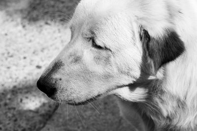 Close-up of dog looking away